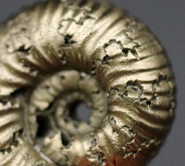 外と中が同時にのぞける一挙両得の黄鉄鉱化されたアンモナイト（Ammonite）の化石（その3）