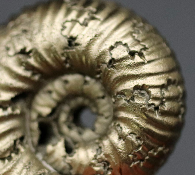 外と中が同時にのぞける一挙両得の黄鉄鉱化されたアンモナイト(Ammonite)の化石(その3)