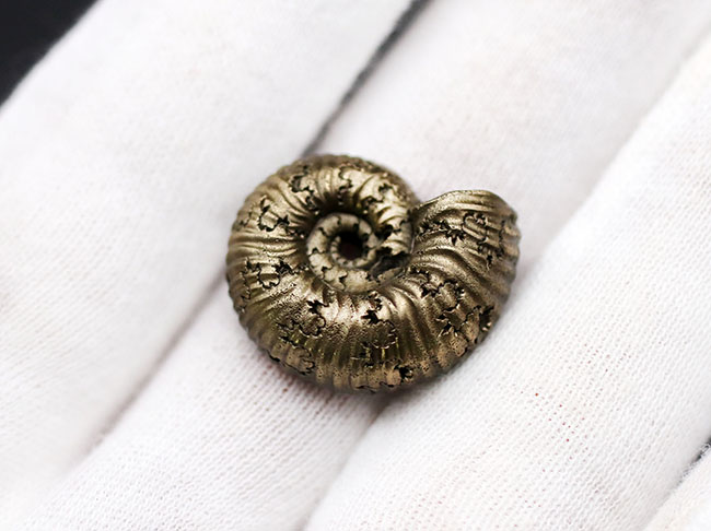 外と中が同時にのぞける一挙両得の黄鉄鉱化されたアンモナイト（Ammonite）の化石（その4）