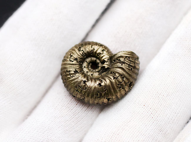 外と中が同時にのぞける一挙両得の黄鉄鉱化されたアンモナイト(Ammonite)の化石(その4)
