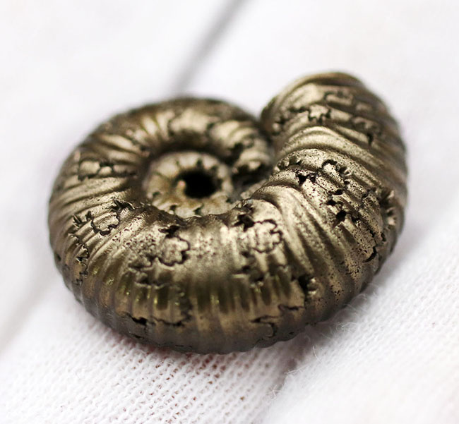 外と中が同時にのぞける一挙両得の黄鉄鉱化されたアンモナイト(Ammonite)の化石(その5)