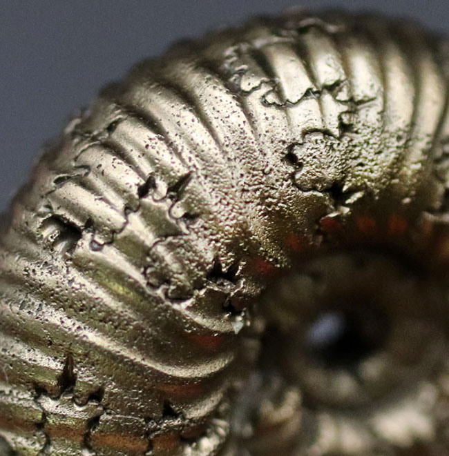 外と中が同時にのぞける一挙両得の黄鉄鉱化されたアンモナイト(Ammonite)の化石(その8)