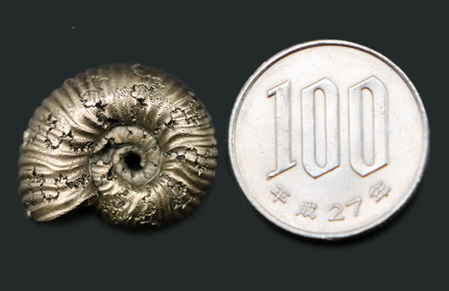 外と中が同時にのぞける一挙両得の黄鉄鉱化されたアンモナイト（Ammonite）の化石（その9）