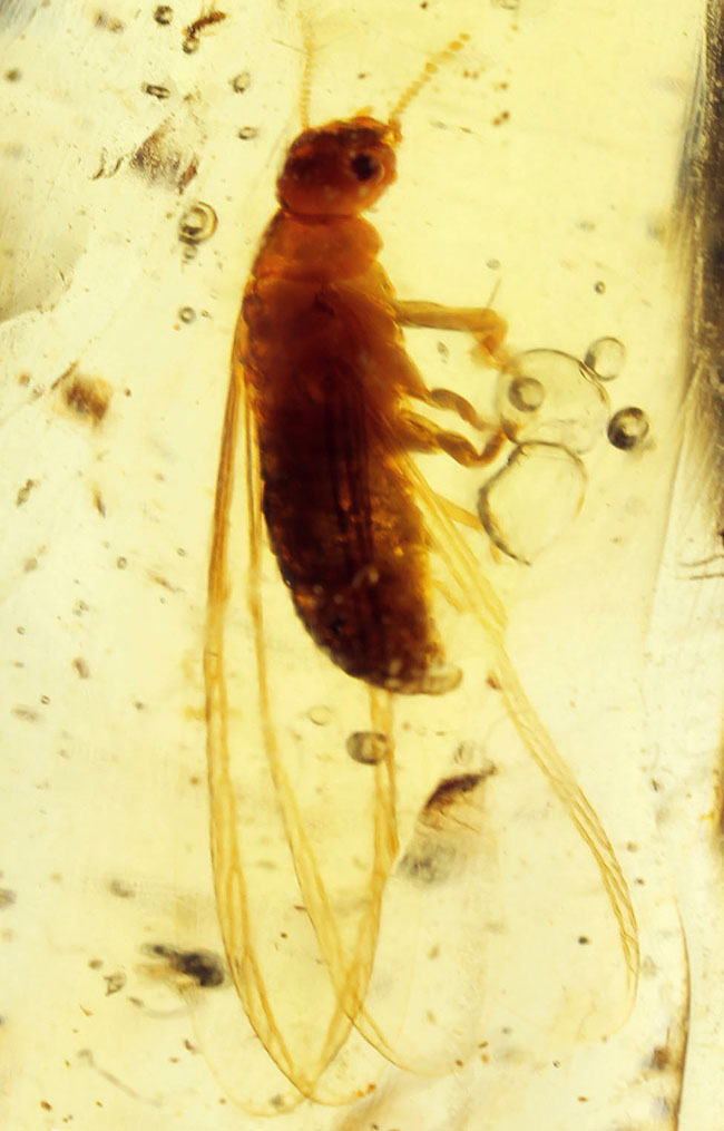 バグズパニック!20センチに迫るロングサイズに、60匹以上の虫が内包されたマダガスカル産コーパル上質標本(その12)