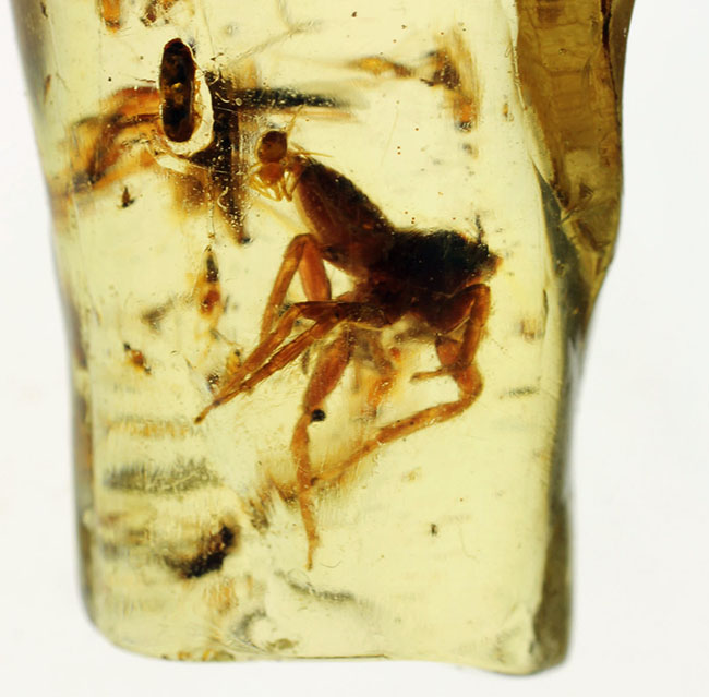 バグズパニック!20センチに迫るロングサイズに、60匹以上の虫が内包されたマダガスカル産コーパル上質標本(その15)