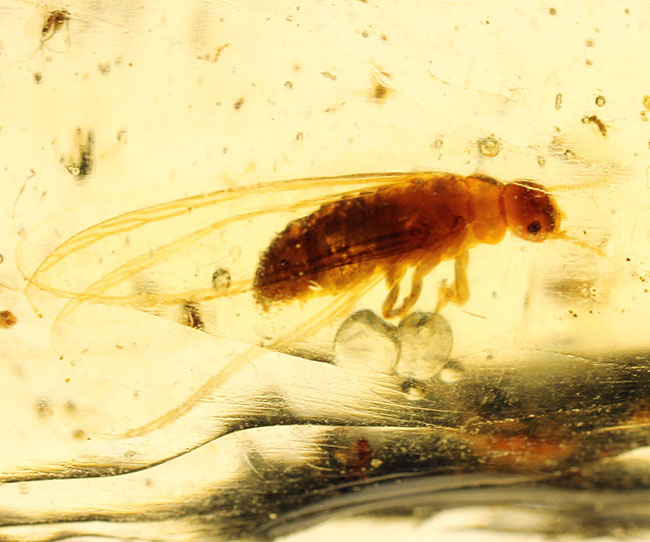 バグズパニック!20センチに迫るロングサイズに、60匹以上の虫が内包されたマダガスカル産コーパル上質標本(その16)