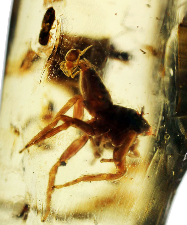 バグズパニック!20センチに迫るロングサイズに、60匹以上の虫が内包されたマダガスカル産コーパル上質標本(その2)
