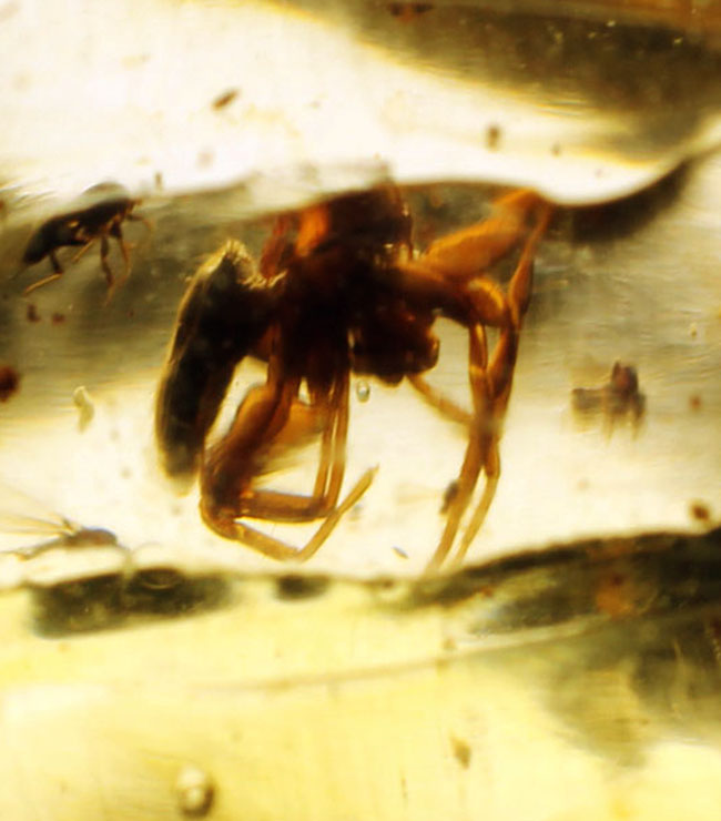 バグズパニック!20センチに迫るロングサイズに、60匹以上の虫が内包されたマダガスカル産コーパル上質標本(その7)