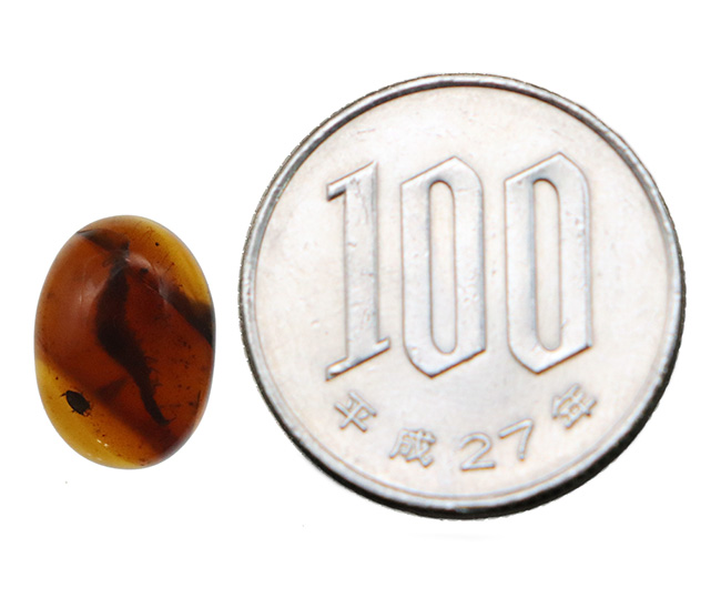 レア!節足動物(多足類)が内包!恐竜時代(約1億年前)の琥珀、バーマイト(Burmite)(その11)