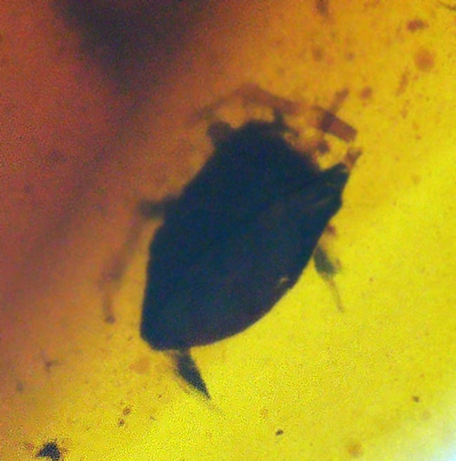 レア!節足動物(多足類)が内包!恐竜時代(約1億年前)の琥珀、バーマイト(Burmite)(その3)
