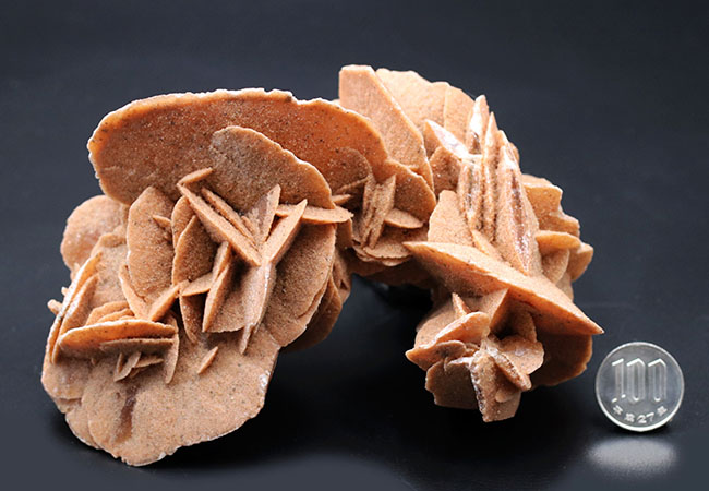 砂漠に咲いた花？デザートローズこと、砂漠のバラ（Desert rose） 鉱物