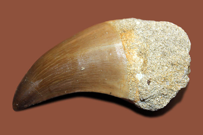 エナメル質の保存状態はパーフェクト。モササウルス（Mosasaurus sp.）の上質歯化石（その2）