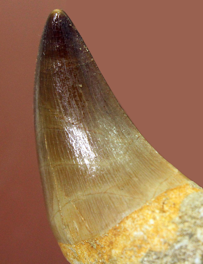 エナメル質の保存状態はパーフェクト。モササウルス（Mosasaurus sp.）の上質歯化石（その5）