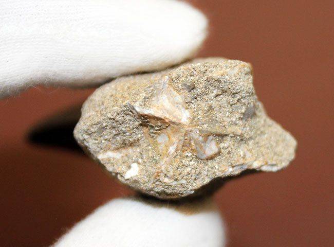 エナメル質の保存状態はパーフェクト。モササウルス（Mosasaurus sp.）の上質歯化石（その7）