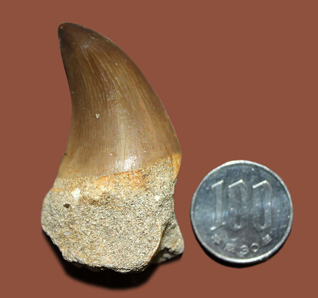 エナメル質の保存状態はパーフェクト。モササウルス（Mosasaurus sp.）の上質歯化石（その8）