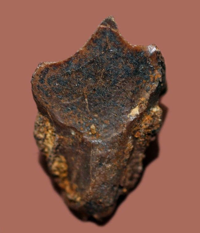 白亜紀大量絶滅期を生きた、最期の角竜トリケラトプス(Triceratops)の歯化石(その1)
