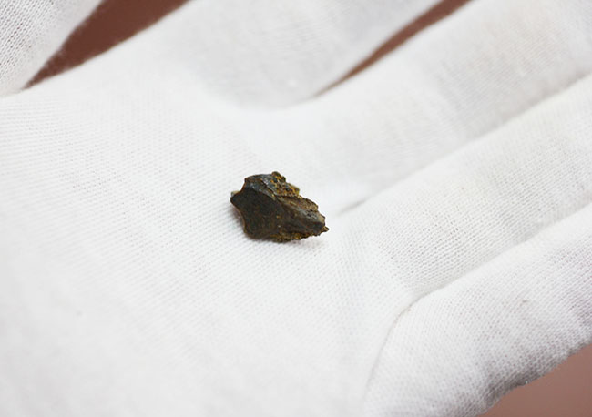 白亜紀大量絶滅期を生きた、最期の角竜トリケラトプス 白亜紀大量絶滅期を生きた、最期の角竜トリケラトプス