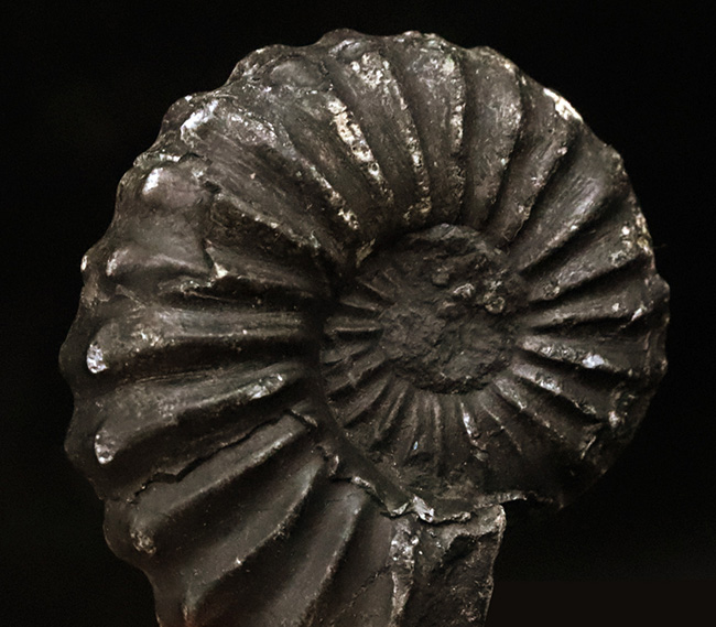 アンモナイト　ペルー産　超特大サイズ　巨大　コリグノニセラス科　希少 アンモナイトペルー産超特大サイズ巨大コリグノニセラス科希少