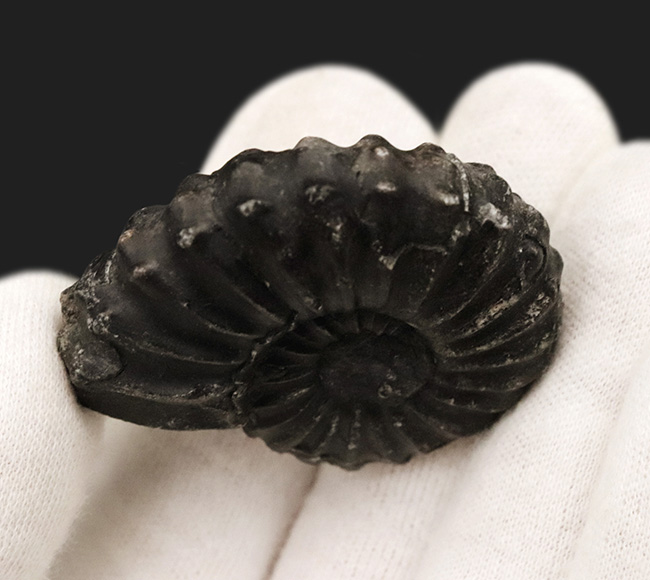 アンモナイト　ペルー産　超特大サイズ　巨大　コリグノニセラス科　希少 アンモナイト ペルー産 超特大サイズ コリグノニセラス科 希少 16✕14cm