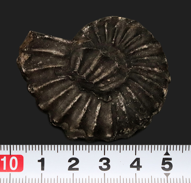 アンモナイト ペルー産 超特大サイズ 巨大 コリグノニセラス科 希少