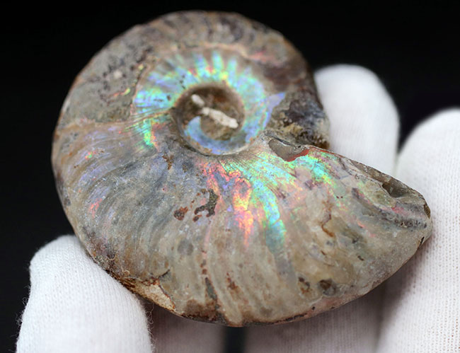 ファーストコレクションにいかが？虹色に光るマダガスカル産のアンモナイト、クレオニセラス（Cleoniceras）の化石（その1）