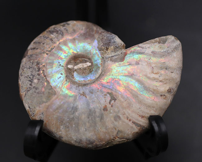 ファーストコレクションにいかが？虹色に光るマダガスカル産のアンモナイト、クレオニセラス（Cleoniceras）の化石（その2）