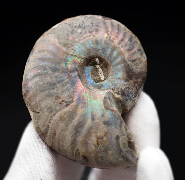 ファーストコレクションにいかが？虹色に光るマダガスカル産のアンモナイト、クレオニセラス（Cleoniceras）の化石（その4）
