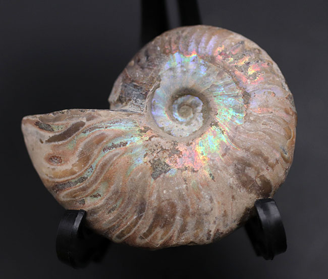 ファーストコレクションにいかが？虹色に光るマダガスカル産のアンモナイト、クレオニセラス（Cleoniceras）の化石（その6）