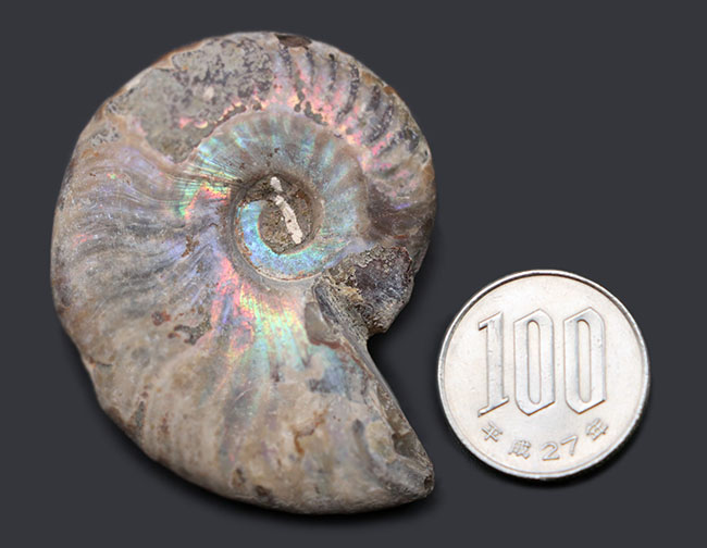 ファーストコレクションにいかが？虹色に光るマダガスカル産のアンモナイト、クレオニセラス（Cleoniceras）の化石（その8）