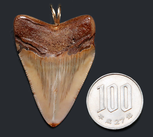 ブラウン！リストアなし、メガロドン（Carcharocles megalodon）の歯化石を使ったペンダントトップ（高級ジュエリーケース、革紐、チェーン付き）。金属接合部は１４金を使用！（その10）