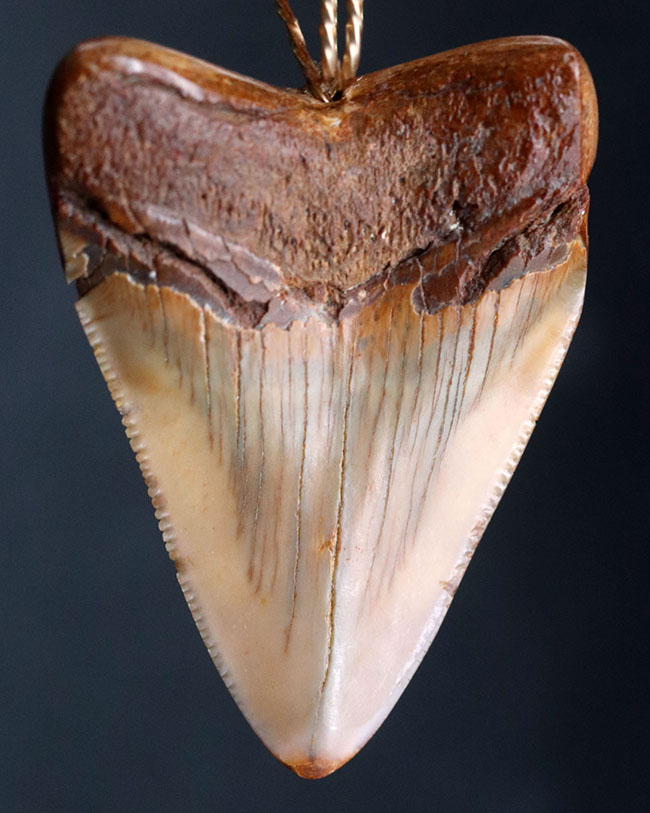 ブラウン！リストアなし、メガロドン（Carcharocles megalodon）の歯化石を使ったペンダントトップ（高級ジュエリーケース、革紐、チェーン付き）。金属接合部は１４金を使用！（その2）