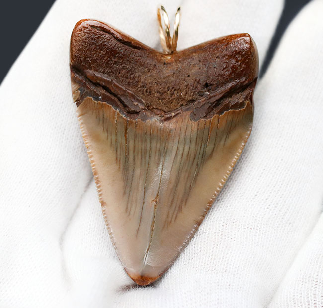 赤茶色を呈するメガロドンの歯化石