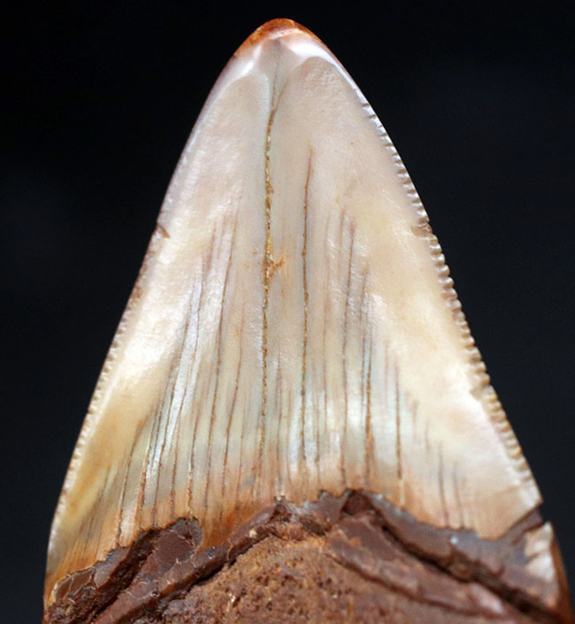 ブラウン！リストアなし、メガロドン（Carcharocles megalodon）の歯化石を使ったペンダントトップ（高級ジュエリーケース、革紐、チェーン付き）。金属接合部は１４金を使用！（その8）