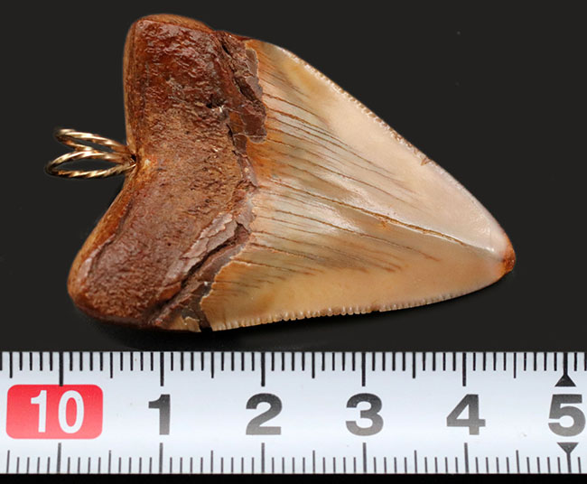ブラウン！リストアなし、メガロドン（Carcharocles megalodon）の歯化石を使ったペンダントトップ（高級ジュエリーケース、革紐、チェーン付き）。金属接合部は１４金を使用！（その9）