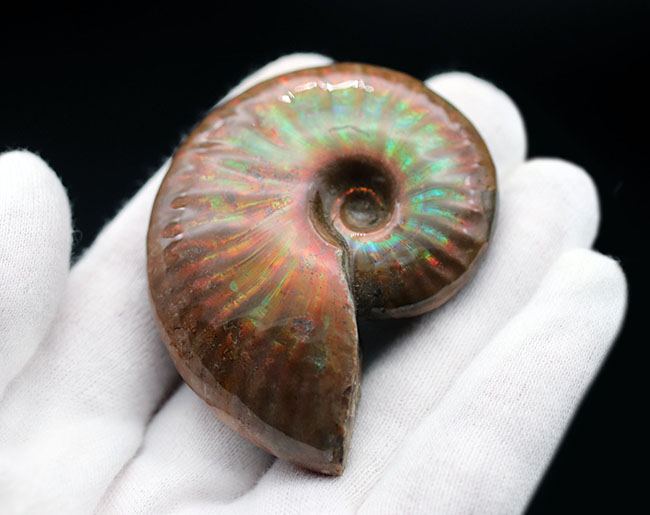 世界的なアンモナイトの宝庫、マダガスカルが生んだジェムのような美しいアンモナイト、クレオニセラス(Cleoniceras)(その4)