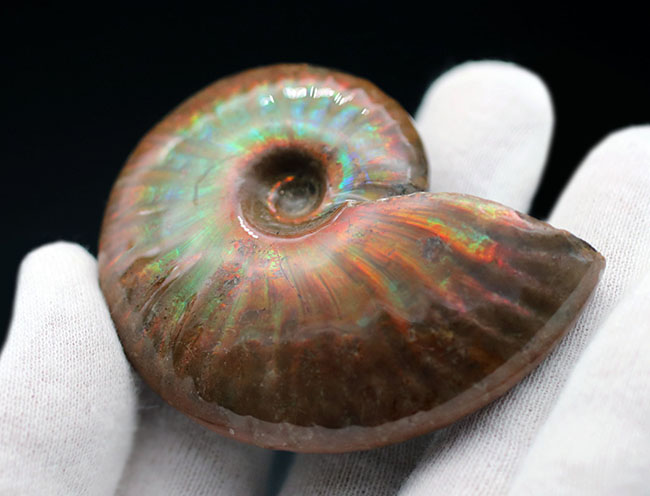世界的なアンモナイトの宝庫、マダガスカルが生んだジェムのような美しいアンモナイト、クレオニセラス(Cleoniceras)(その5)