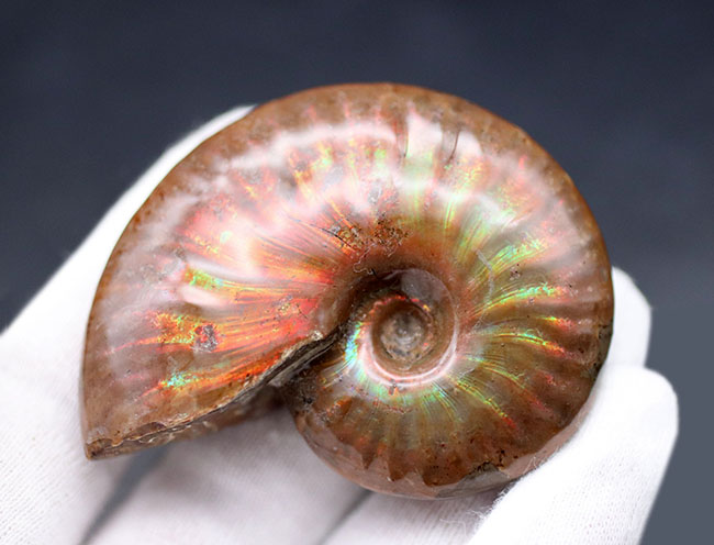 世界的なアンモナイトの宝庫、マダガスカルが生んだジェムのような美しいアンモナイト、クレオニセラス(Cleoniceras)(その6)