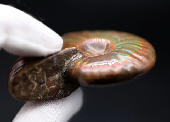 世界的なアンモナイトの宝庫、マダガスカルが生んだジェムのような美しいアンモナイト、クレオニセラス(Cleoniceras)(その7)