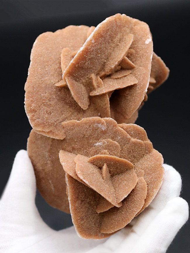 500グラムオーバー、大きな花弁状の結晶に成長したジプサム、その名は砂漠のバラ(Desert Rose)(その1)