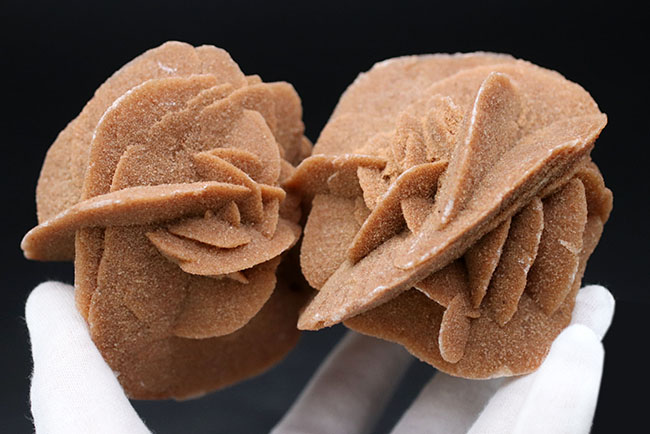 500グラムオーバー、大きな花弁状の結晶に成長したジプサム、その名は砂漠のバラ(Desert Rose)(その2)
