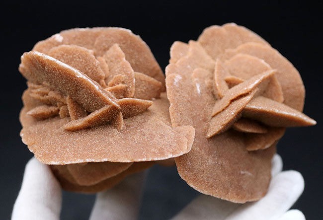 500グラムオーバー、大きな花弁状の結晶に成長したジプサム、その名は砂漠のバラ(Desert Rose)(その3)