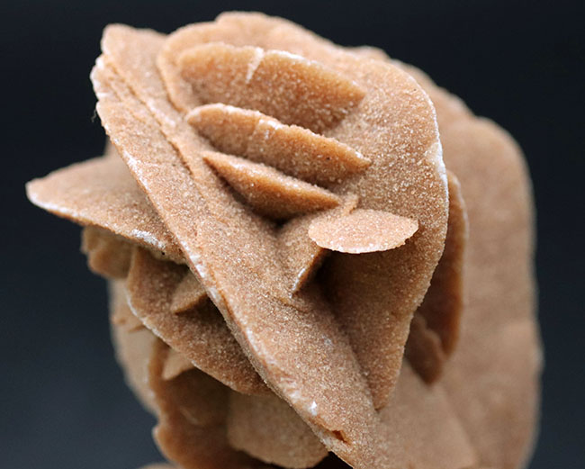500グラムオーバー、大きな花弁状の結晶に成長したジプサム、その名は砂漠のバラ(Desert Rose)(その6)