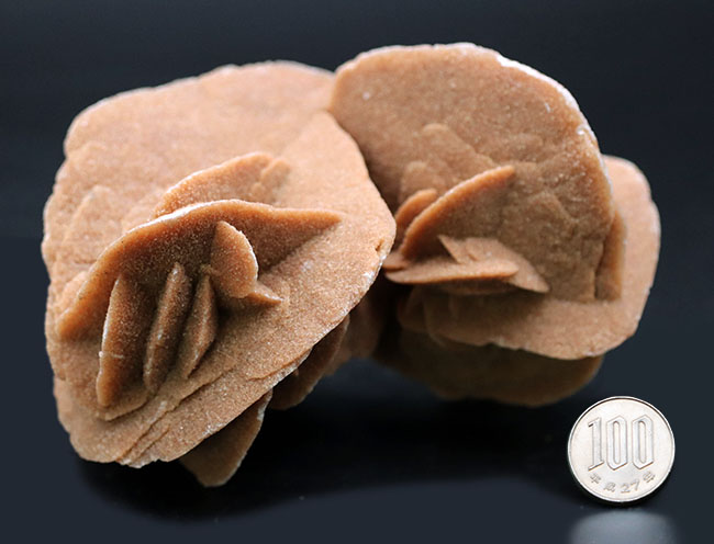500グラムオーバー、大きな花弁状の結晶に成長したジプサム、その名は砂漠のバラ(Desert Rose)(その7)
