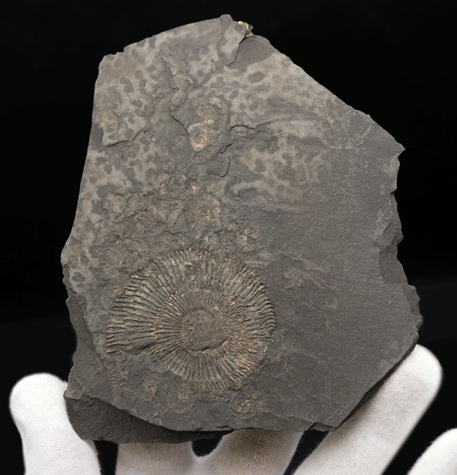 世界的なラーゲルシュテッテン、ドイツ・ホルツマーデン産の有名なアンモナイト、ダクチリオセラス(Dactylioceras)(その1)