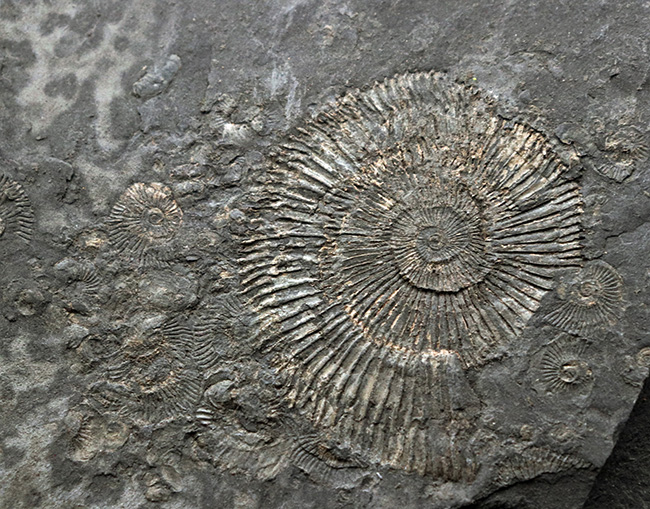 世界的なラーゲルシュテッテン、ドイツ・ホルツマーデン産の有名なアンモナイト、ダクチリオセラス(Dactylioceras)(その3)