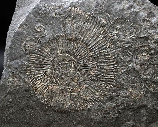世界的なラーゲルシュテッテン、ドイツ・ホルツマーデン産の有名なアンモナイト、ダクチリオセラス(Dactylioceras)(その4)