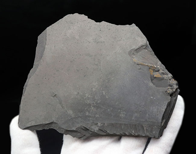 世界的なラーゲルシュテッテン、ドイツ・ホルツマーデン産の有名なアンモナイト、ダクチリオセラス(Dactylioceras)(その5)