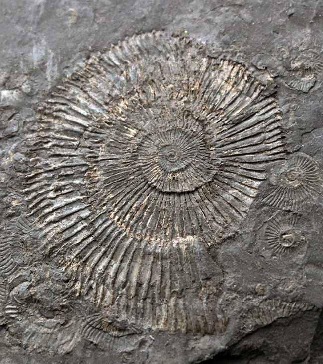 世界的なラーゲルシュテッテン、ドイツ・ホルツマーデン産の有名なアンモナイト、ダクチリオセラス(Dactylioceras)(その7)