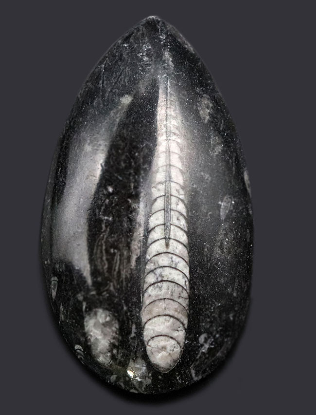 まっすぐな殻を持つ頭足類の仲間、オルソセラス(Orthoceras)の化石(その1)