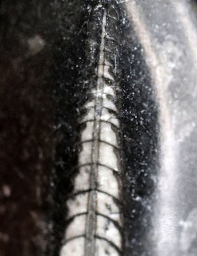 まっすぐな殻を持つ頭足類の仲間、オルソセラス(Orthoceras)の化石(その2)